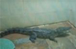 Crocodile found inside bathroom of a house; released in river